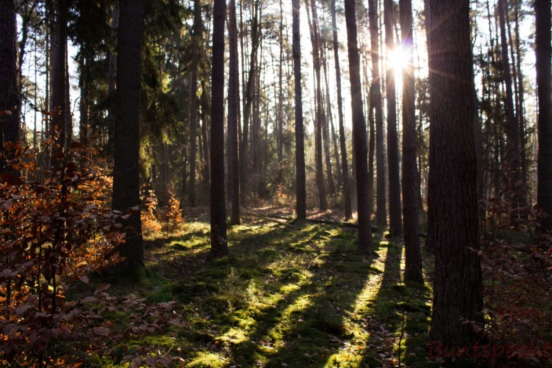 Bildla Nummera 003.jpg