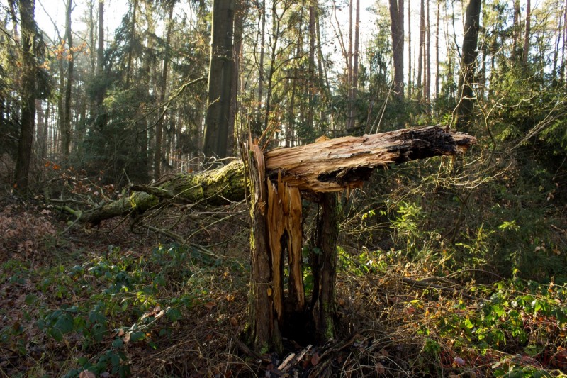 Bildla Nummera 005.jpg