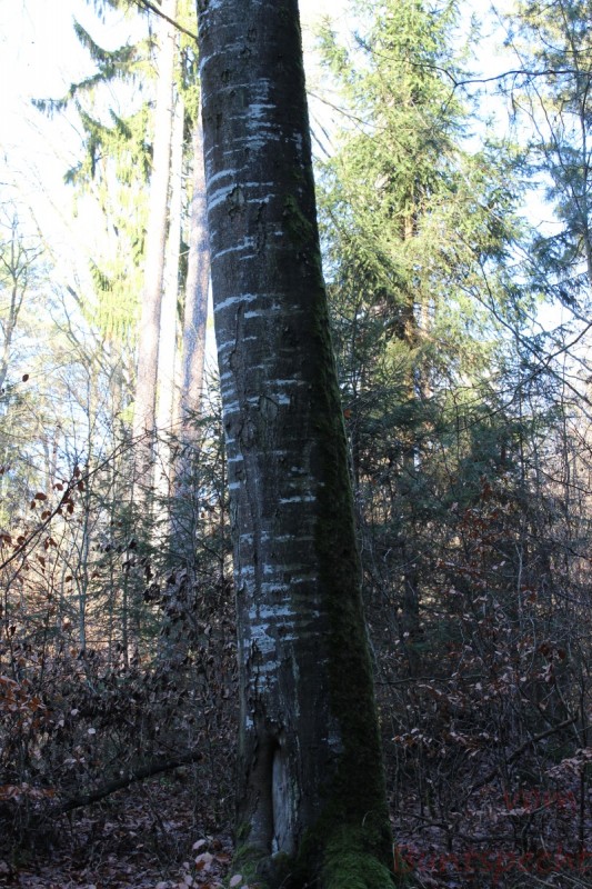 Bildla Nummera 007.jpg