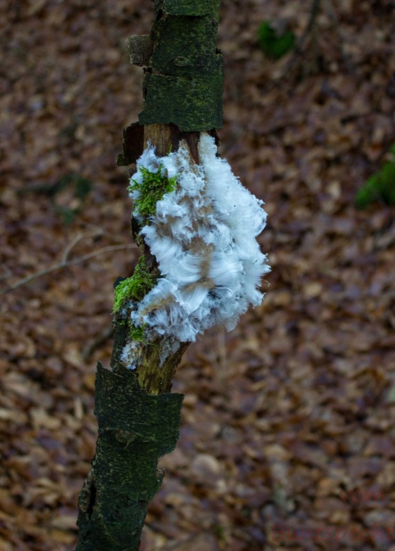 Bildla Nummera 008.jpg