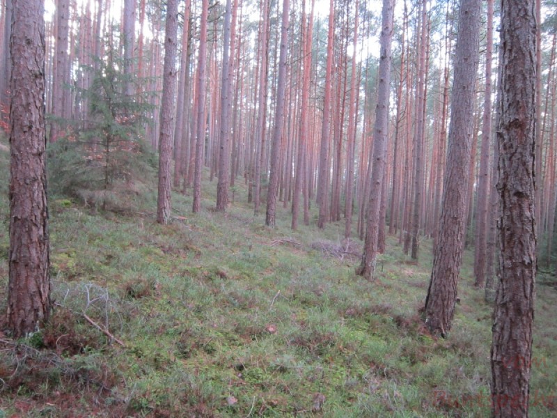 Bildla Nummera 006.jpg