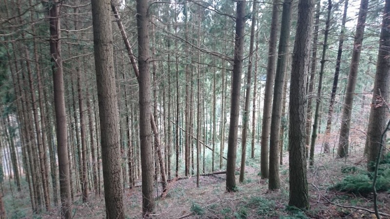 wald1.jpg