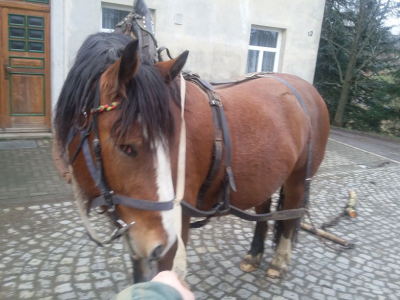 Anne mit Holzstückchen.jpg