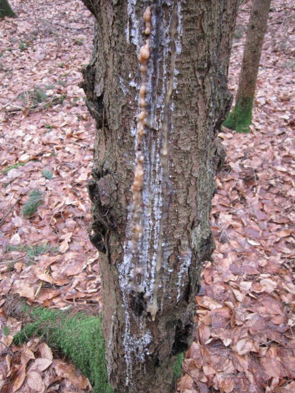 Bildla Nummera 002.jpg