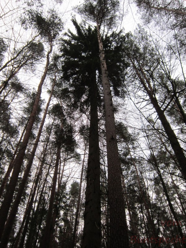 Bildla Nummera 003.jpg