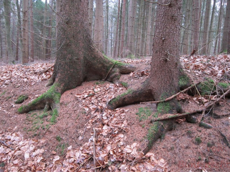 Bildla Nummera 004.jpg