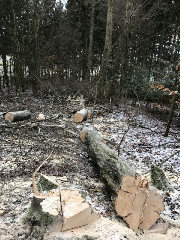 Freifläche für Pflanzung_2.jpg