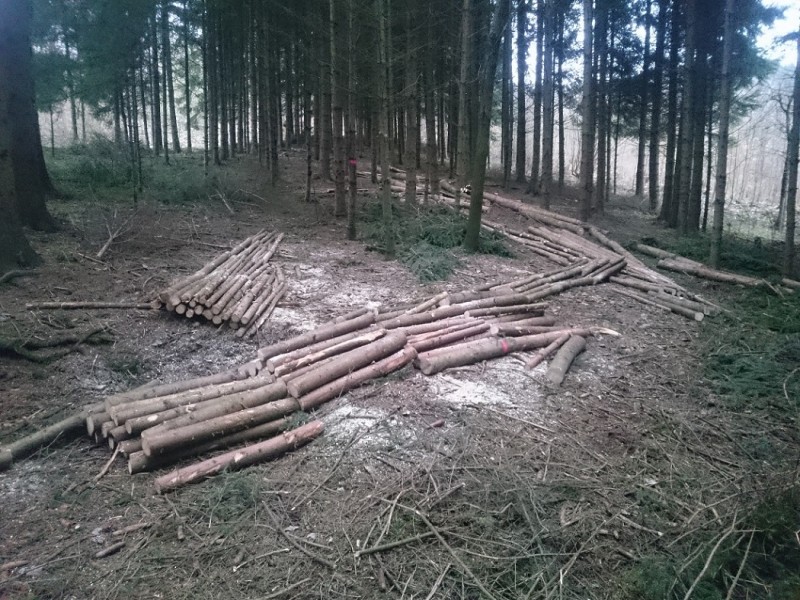 DSC_6242 - Kopie.JPG