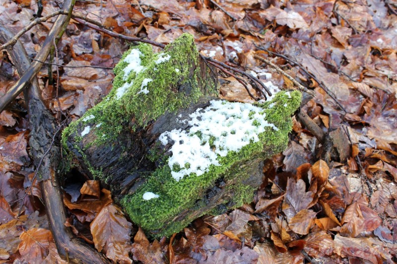 Bildla Nummera 001.jpg