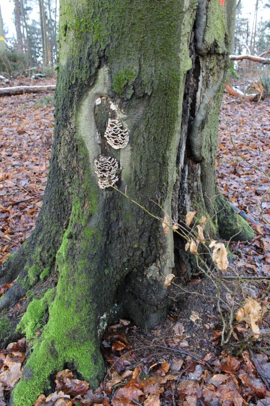 Bildla Nummera 002.jpg