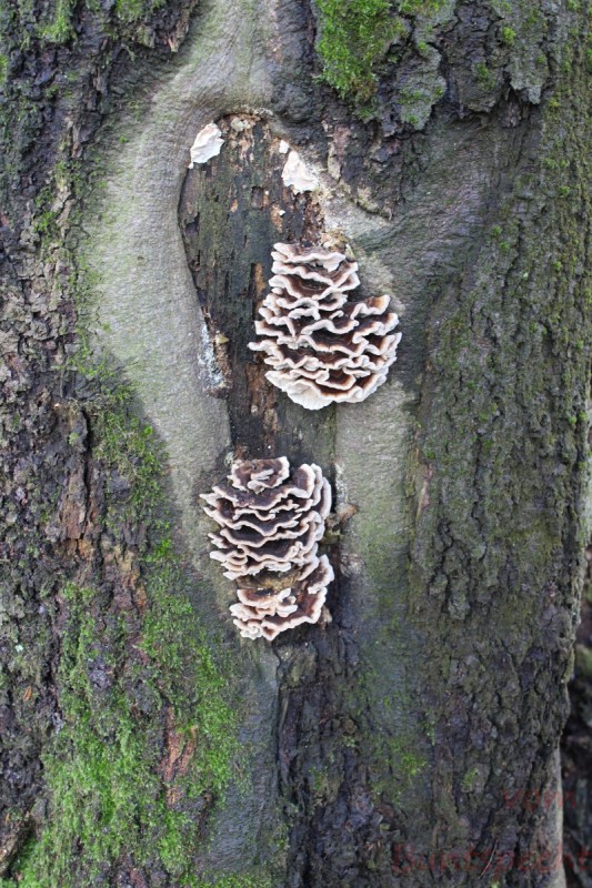 Bildla Nummera 003.jpg