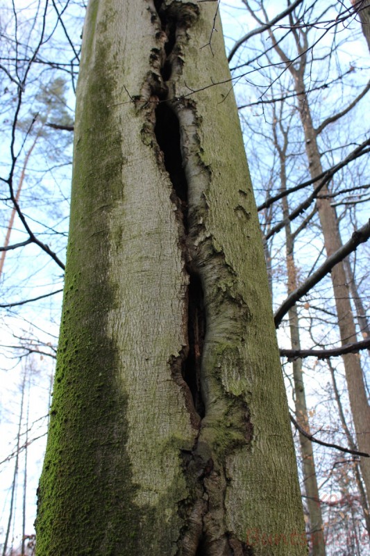 Bildla Nummera 004.jpg