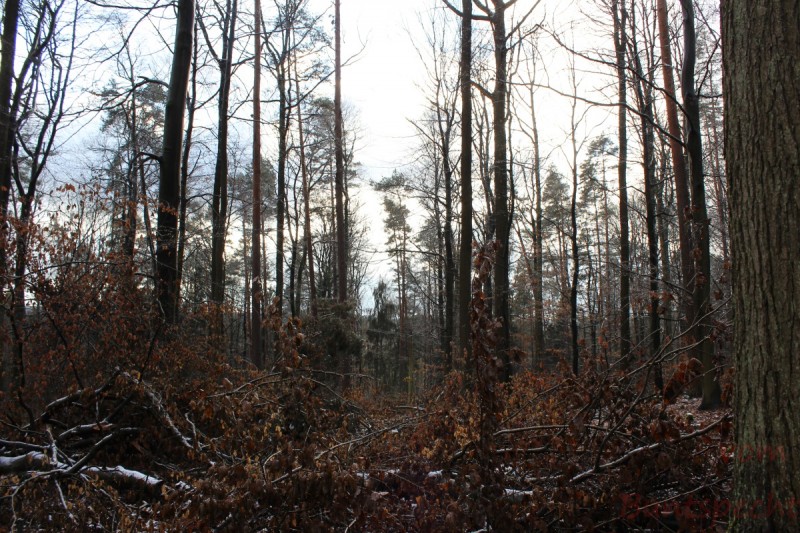 Bildla Nummera 006.jpg