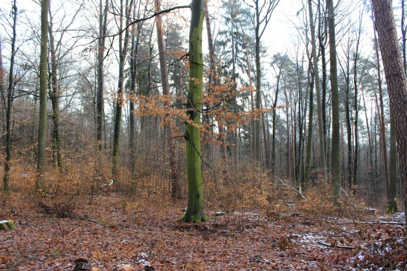 Bildla Nummera 007.jpg