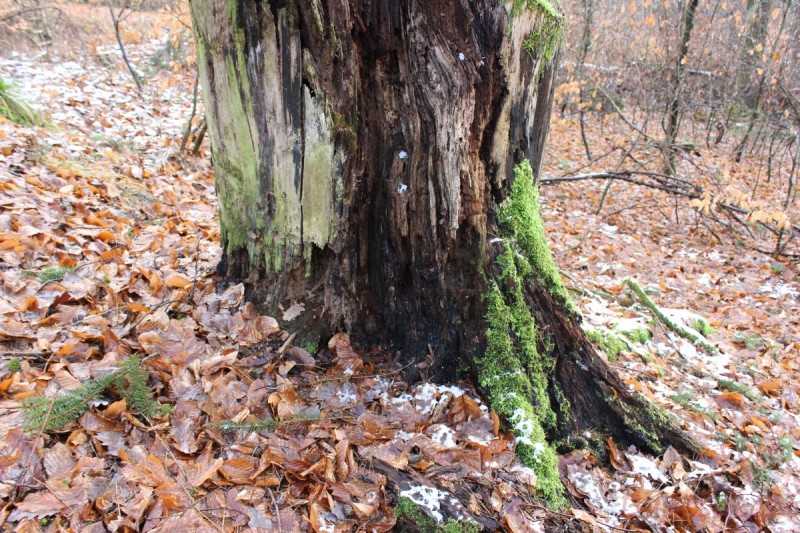 Bildla Nummera 008.jpg