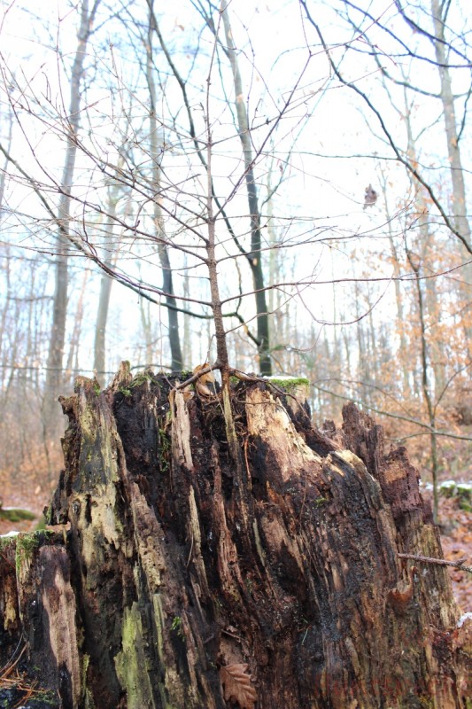 Bildla Nummera 009.jpg