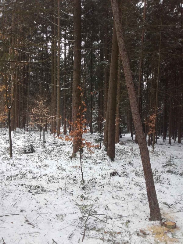 2018-02-10 Buchen schützen 1.jpg