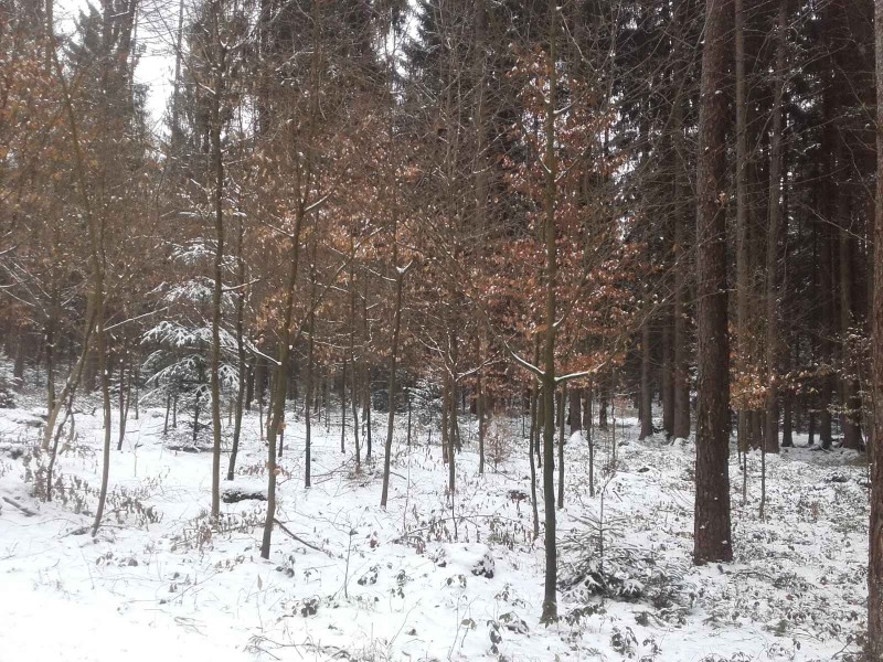 2018-02-10 Buchen schützen 4.jpg