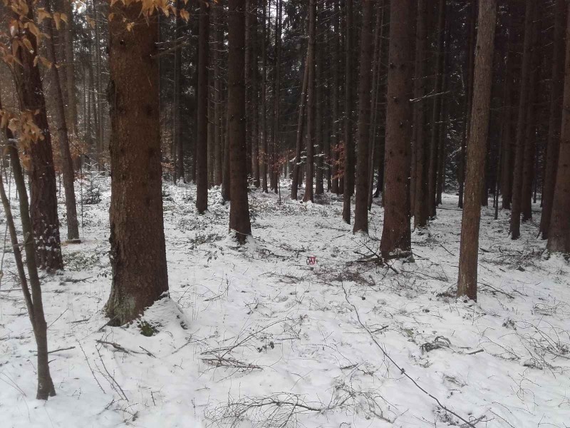 2018-02-10 Buchen schützen 3.jpg