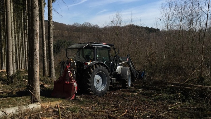 Lambo Wald 1 klein.jpg