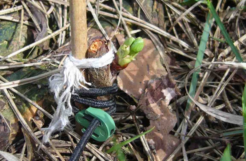 Kirsch-Veredelung 2018-1.jpg