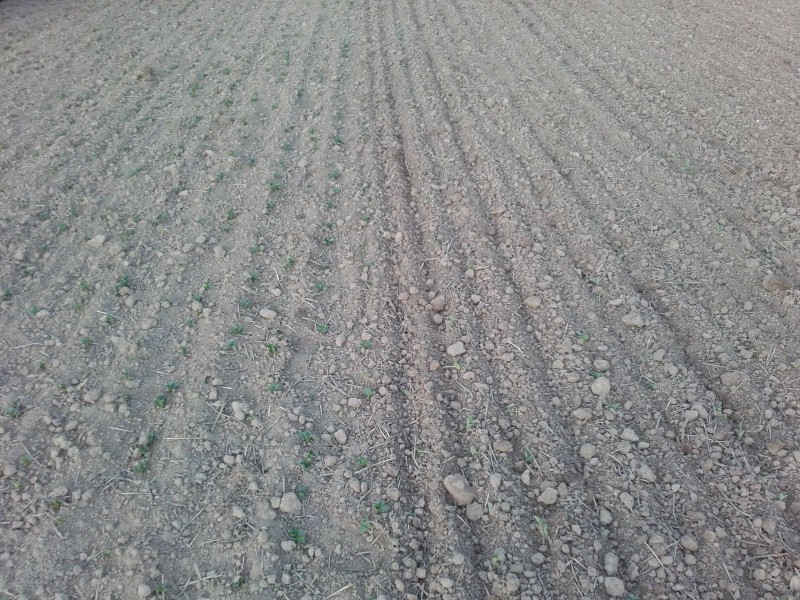 2018-04-24 Ackerbohnen striegeln 1.jpg