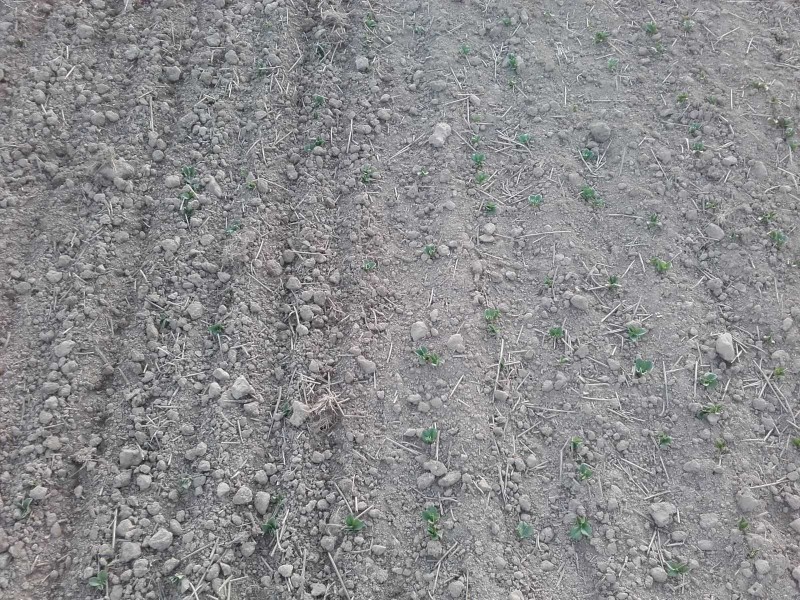 2018-04-24 Ackerbohnen striegeln 2.jpg