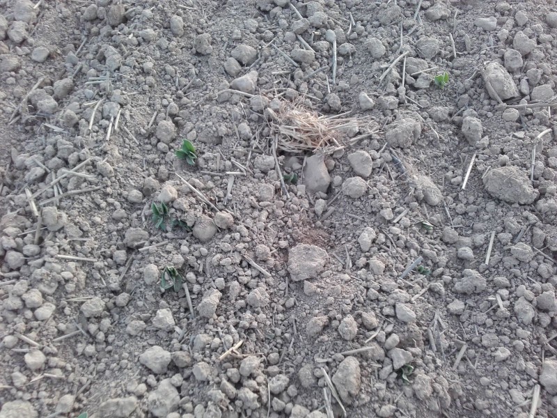 2018-04-24 Ackerbohnen striegeln 3.jpg