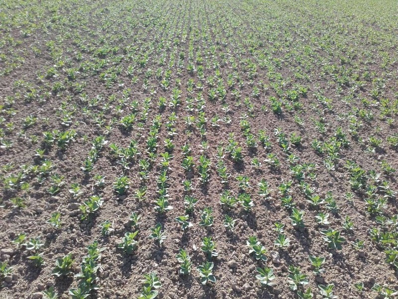 2018-05-07 Ackerbohnen 1.jpg