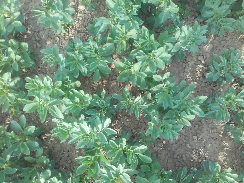 2018-05-23 Ackerbohne 2.jpg