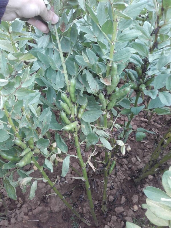 2018-07-11 Ackerbohne 2.jpg