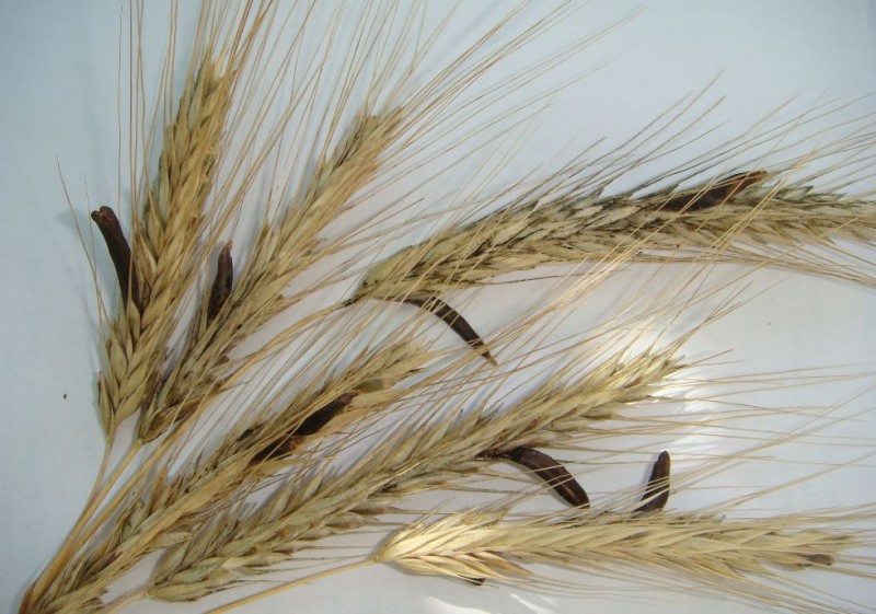 Roggen mit Mutterkorn 1.JPG