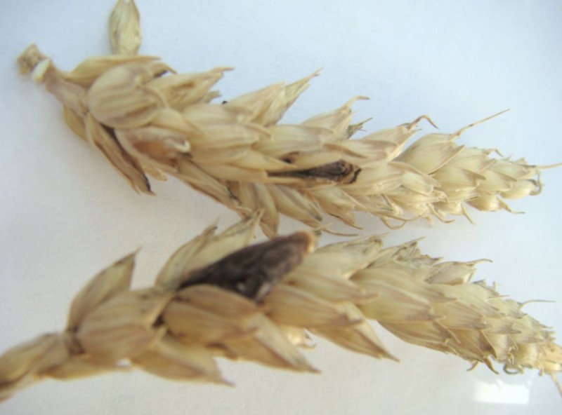 Weizen mit Mutterkorn 1.JPG