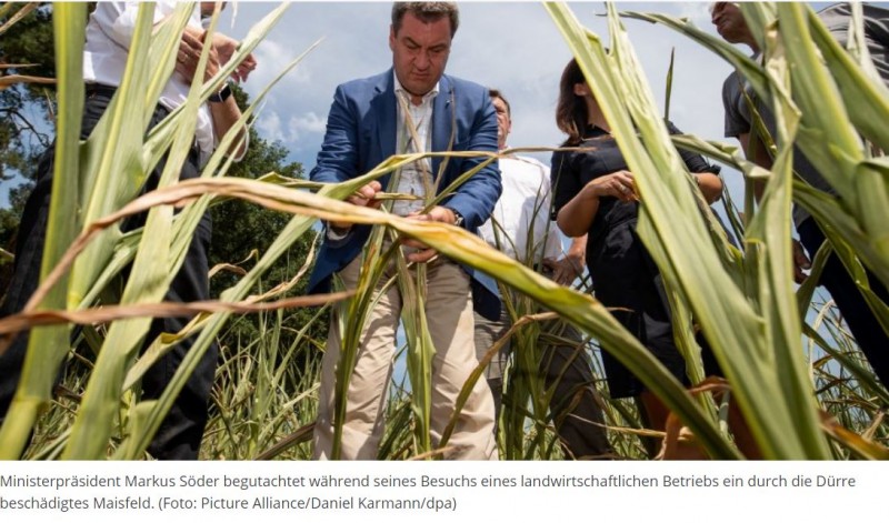 Markus begutachtet Dürre-Mais.JPG