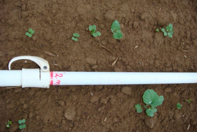 Erste Rapspflanzen.JPG