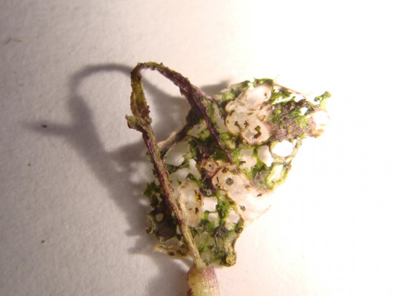 Vertrocknete Rapspflanze nach Erdflohbefall .JPG