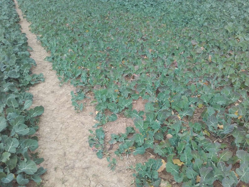 2018-10-21 Raps 1.jpg