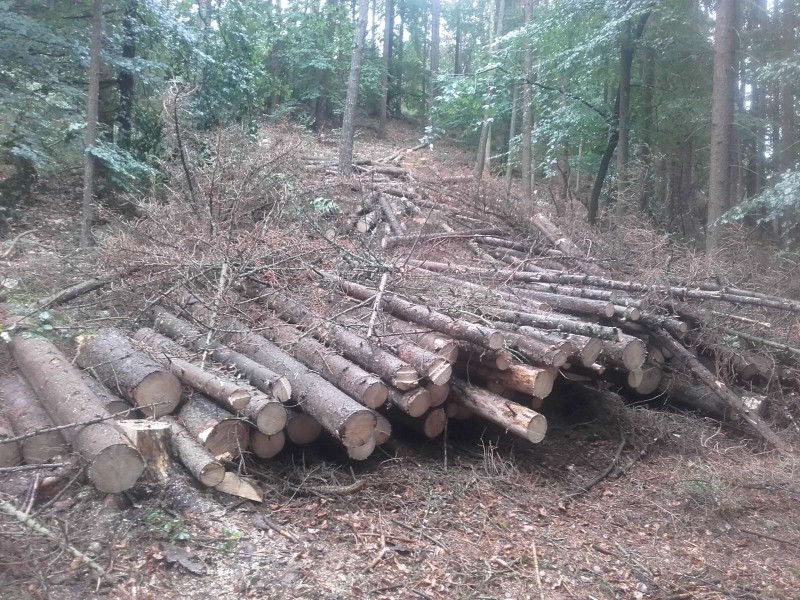 2018-08-31 Robert  Wald 2.jpg