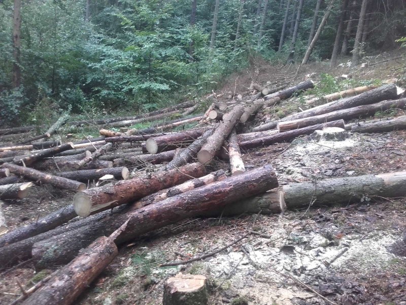 2018-08-31 Robert  Wald 5.jpg