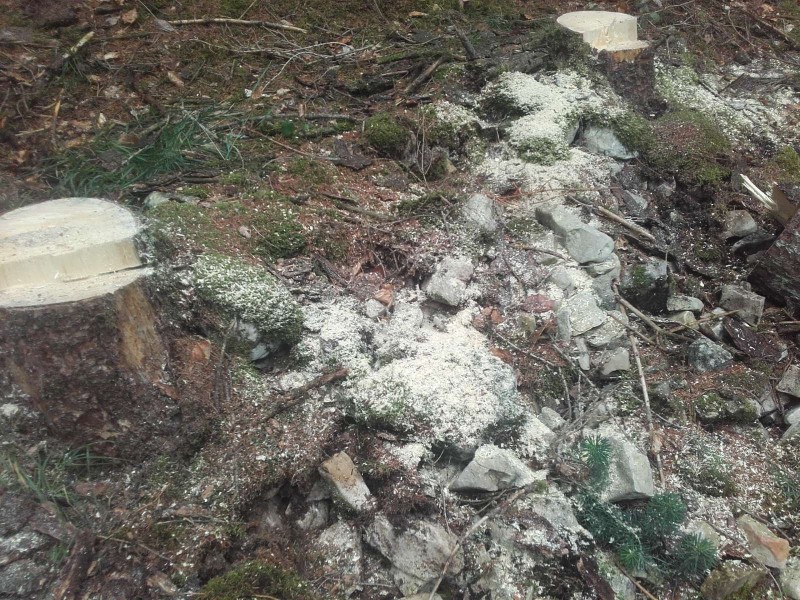 2018-08-31 Robert  Wald 7.jpg