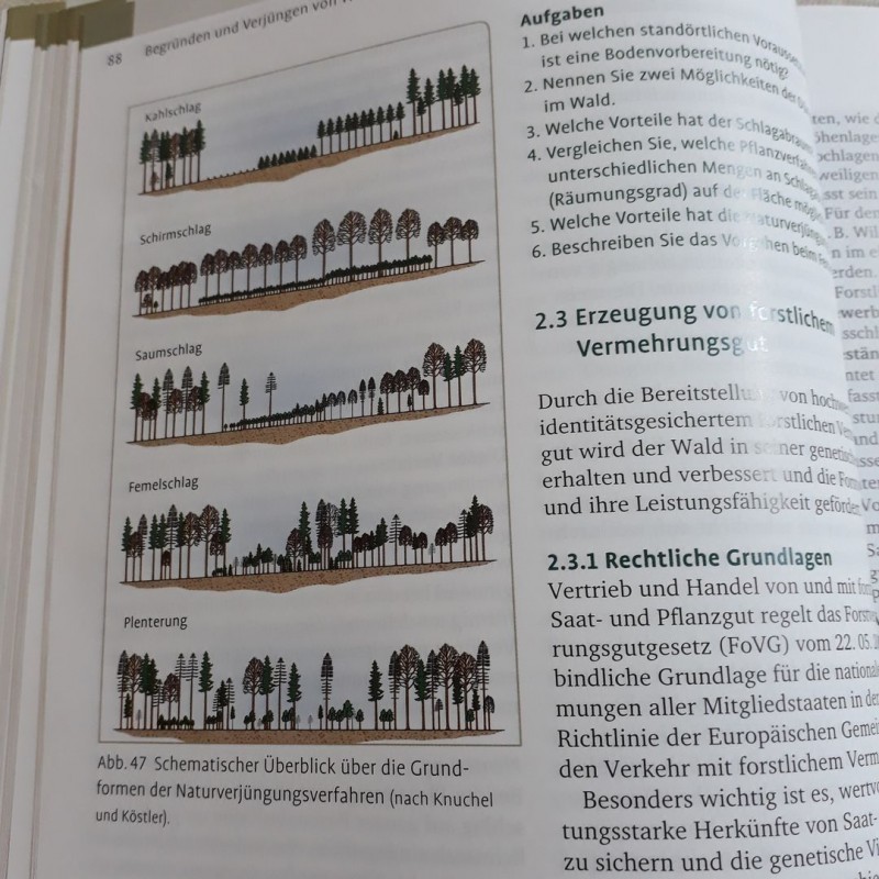 Überblick Naturverjüngungsverfahren.jpg