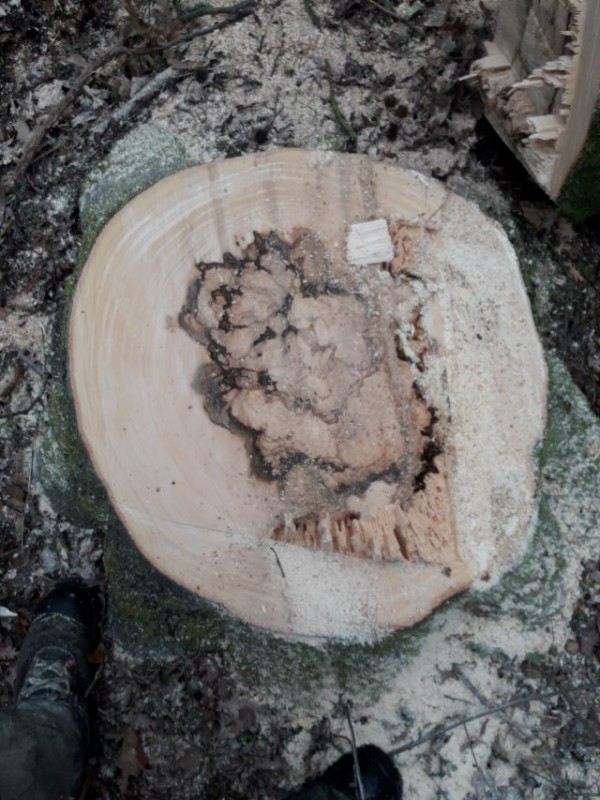 war schon etwas Stockfaul.jpg