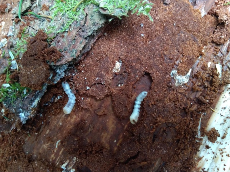 IMG_20190615_103439 (1).jpg