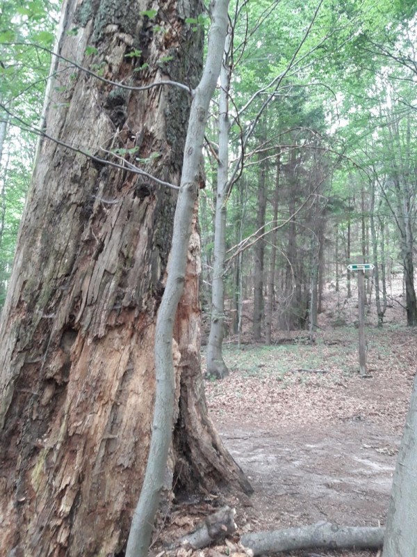 Buche am Malerweg.jpg