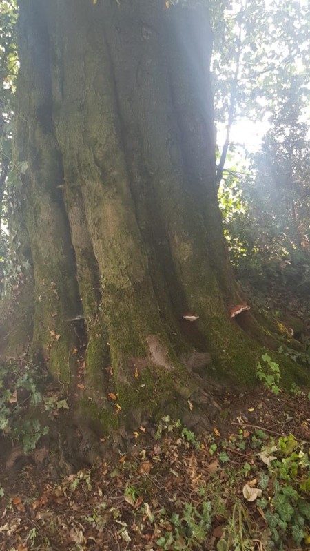 20190802_094354 - Kopie.JPG