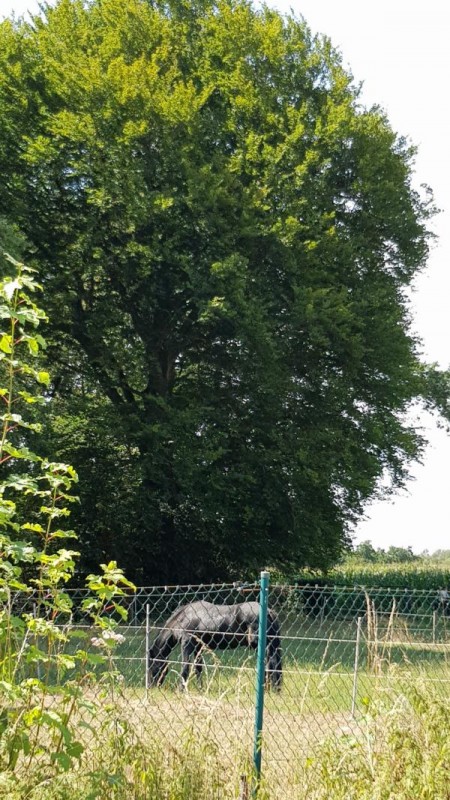 20190805_145308 - Kopie.JPG