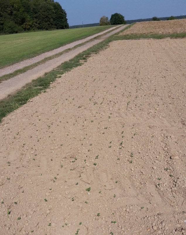 Raps aufgelaufen.jpg