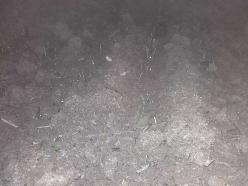 2019-10-15 Weizen vom 04.10..jpg