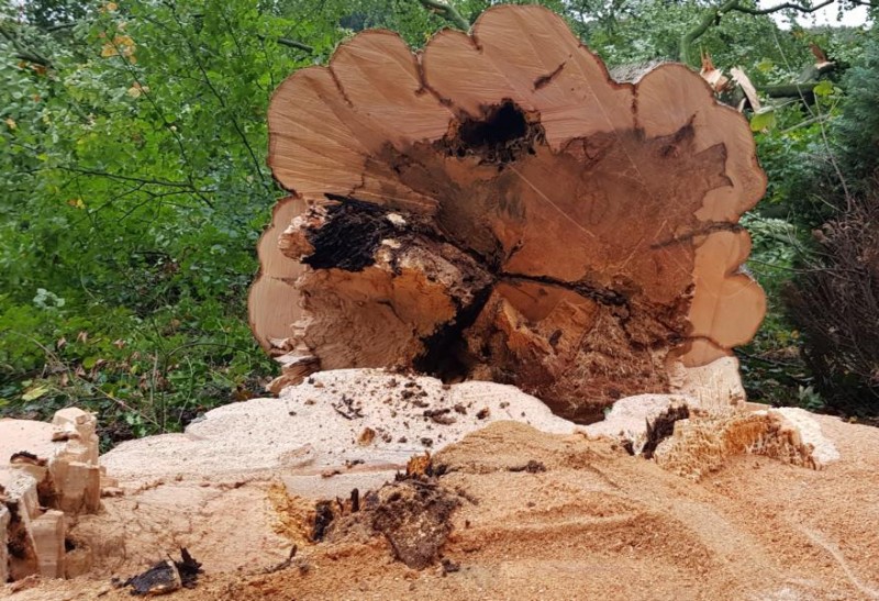 Der Baum von Innen.JPG