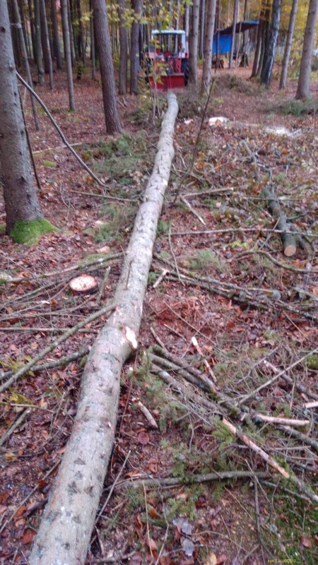 Krummfichte_IMG_20191030_101036[1_50].jpg